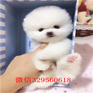 丰都哪里有卖纯种博美犬白色博美多少钱一只哈