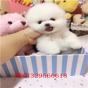 承德市哪里有卖纯种博美犬出售俊介血系双血统