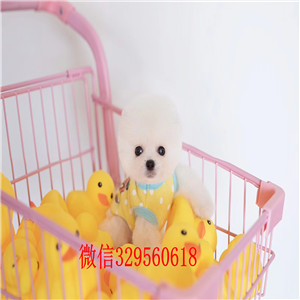 松原出售纯种博美犬黄色博美幼犬出售俊介多少