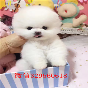 菏泽哪里有卖纯种博美犬哈多利球体博美犬小体