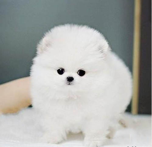 清远有没有卖狗的地方 清城区哪里有卖博美 博