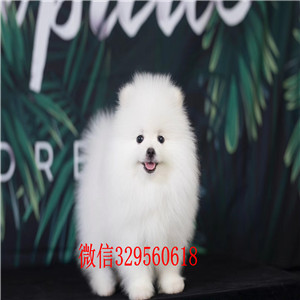 枣庄出售纯种博美犬黄色博美幼犬出售小体博美犬白色哈体博美可爱