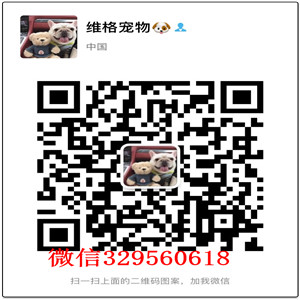 铁岭哪里有卖博美博美多少钱 博美图片纯种哈