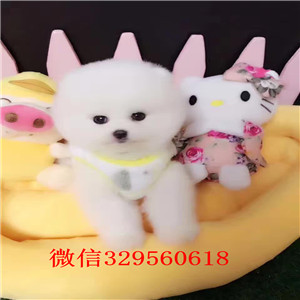 日照哪里能买到纯种健康的博美博美多少钱 博