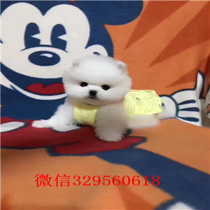 平顶山哪里有卖博美博美哪里有卖多少钱一只哈多利球体博美俊介 体型小温顺乖巧哪里有宠物店卖博美