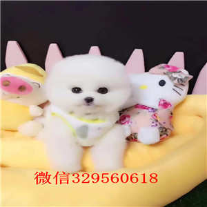 周口哪里有卖博美长不大的茶杯博美多少钱哈多利球体博美俊介 体型小温顺乖巧哪里有宠物店卖博美