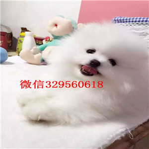 铁岭哪里有卖纯种博美犬茶杯博美犬多少钱白色