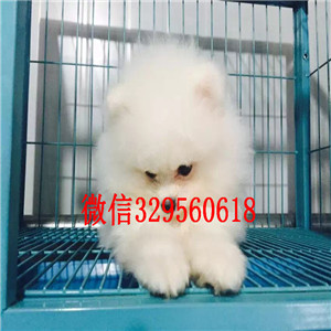 鸡西哪里能买到博美犬哈多利球体博美犬双血统