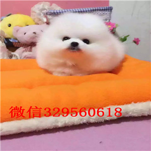 潍坊哪里能买到博美犬哈多利球体博美犬博美犬