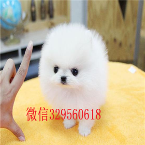  汕头出售哈多利版玩具博美，玩具博美，白色精品博美犬，黄色博美幼犬