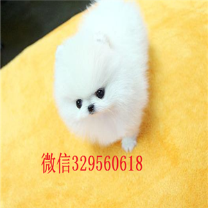  汕头出售哈多利版玩具博美，玩具博美，白色精品博美犬，黄色博美幼犬