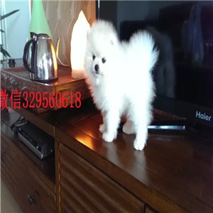  山东枣庄出售纯种小体博美 纯种哈多利球体博