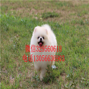  周口哪里有博美狗出售 小白狗博美茶杯长不大