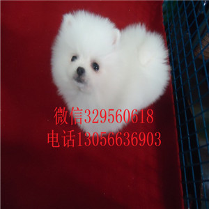  漯河哪有卖博美的犬舍基地直销 纯种哈多利博