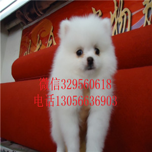  佳木斯哪有卖博美的犬舍纯种哈多利博美多少