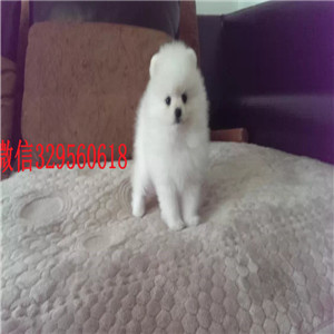  周口哪里有博美犬卖纯种哈多利博美多少钱哈