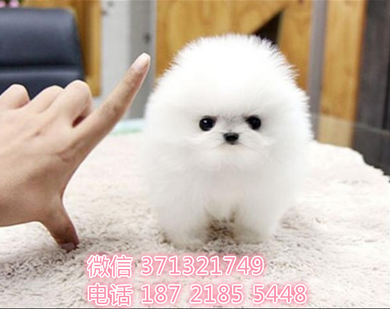 茶杯犬出售 上海出售纯种茶杯狗狗 博美犬狗狗