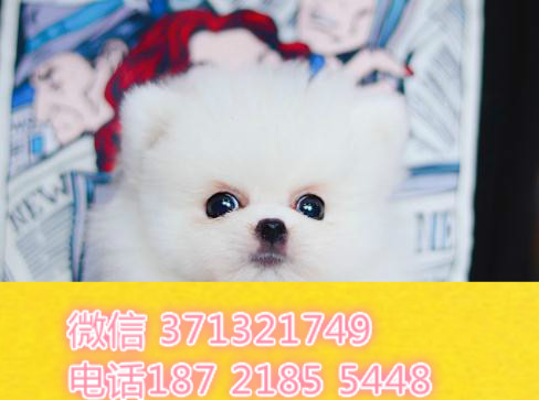 厦门犬舍出售博美犬，袖珍犬狗狗 哈多利亚球形博美 可以上门