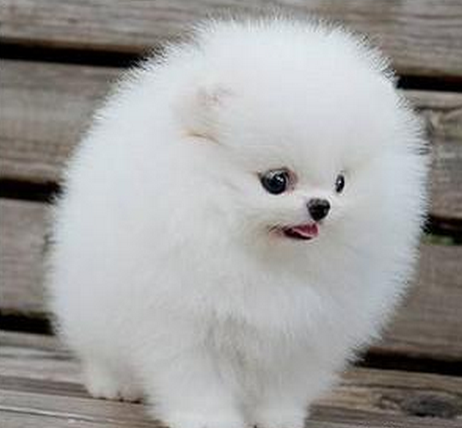  平顶山哪里有纯种博美博美好养吗活泼可爱的,