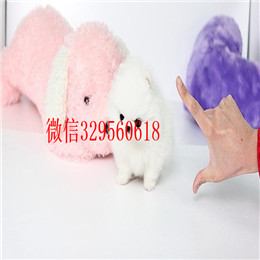  周口哪里有纯种博美哈多利球体博美出售纯种博美幼犬英系博美 小博美