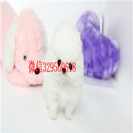  周口哪里有纯种博美哈多利球体博美出售纯种