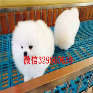  潍坊哪里有博美卖多少钱白色博美多少钱出售