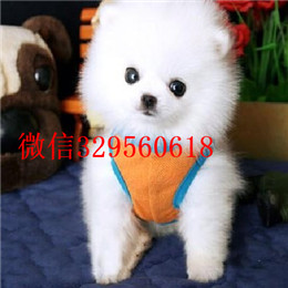  扬州哪里有纯种博美博美好养吗活泼可爱的,精