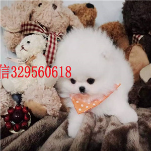  潍坊哪里有纯种博美黄色博美出售博美掉毛吗