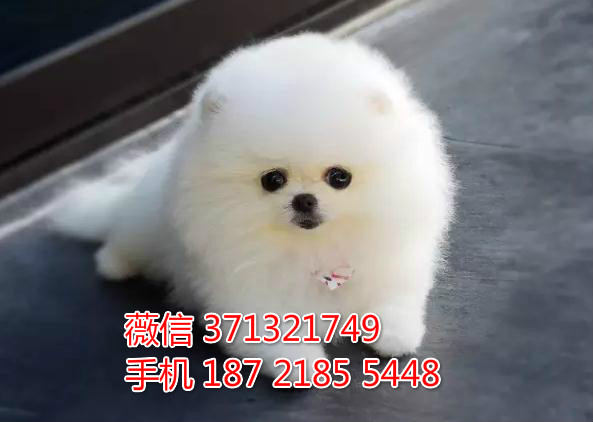 武汉哪里有卖博美犬茶杯犬 武汉茶杯博美价格