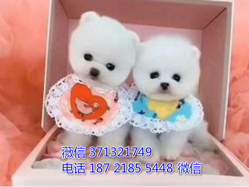 俊介犬出售纯种幼犬 广州哪里有卖俊介狗狗