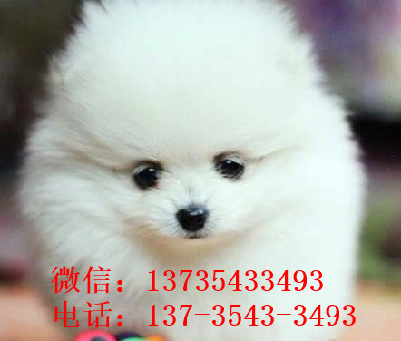 广州宠物狗狗出售博美犬幼犬袖珍犬茶杯狗领养