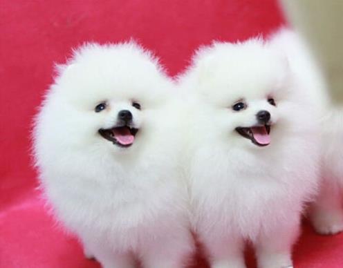 广州宠物狗犬舍出售纯种博美犬袖珍犬俊介网上