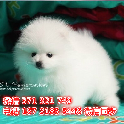 厦门特价 博美犬出售纯种幼犬 厦门犬舍宠物狗