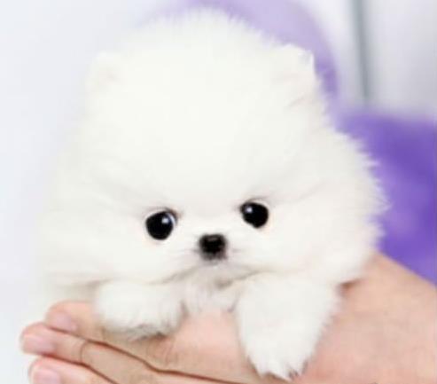 漯河犬舍出售纯种博美犬 长不大宠物狗哪里有