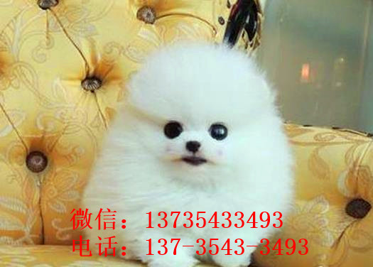 福州宠物狗狗出售博美犬幼犬袖珍犬茶杯狗领养