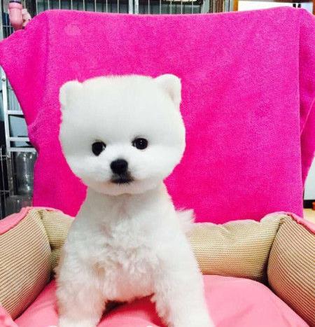 扬州犬舍出售纯种博美犬茶杯犬俊介买狗卖狗