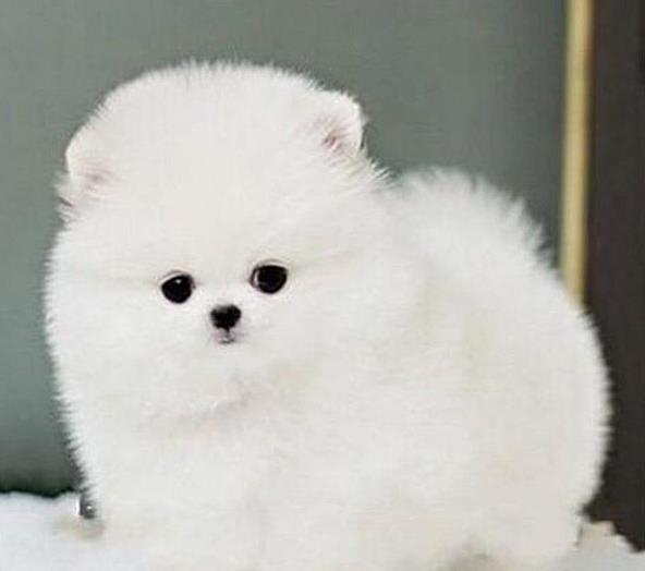 广州宠物狗犬舍出售纯种博美犬茶杯犬袖珍犬领