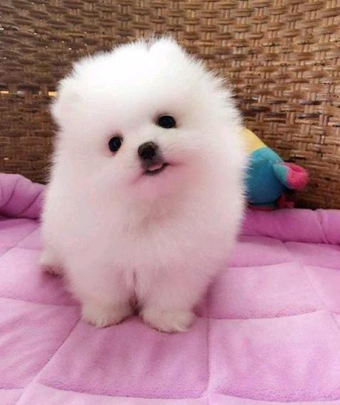 上海宠物狗犬舍出售纯种博美犬茶杯犬袖珍犬领