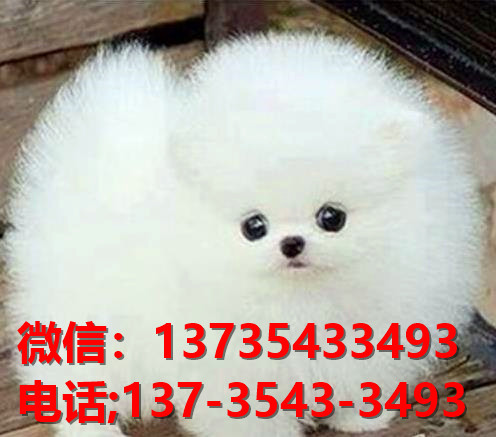 聊城犬舍出售纯种博美犬 长不大宠物狗哪里有卖狗市场在哪