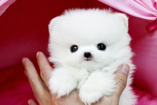 聊城犬舍出售纯种博美犬 长不大宠物狗哪里有