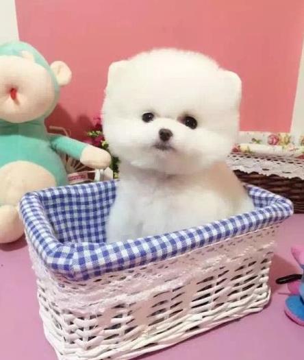 南昌宠物狗狗出售博美犬幼犬袖珍犬茶杯狗领养
