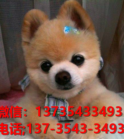 广州宠物狗犬舍出售纯种博美犬 茶杯博美犬哪