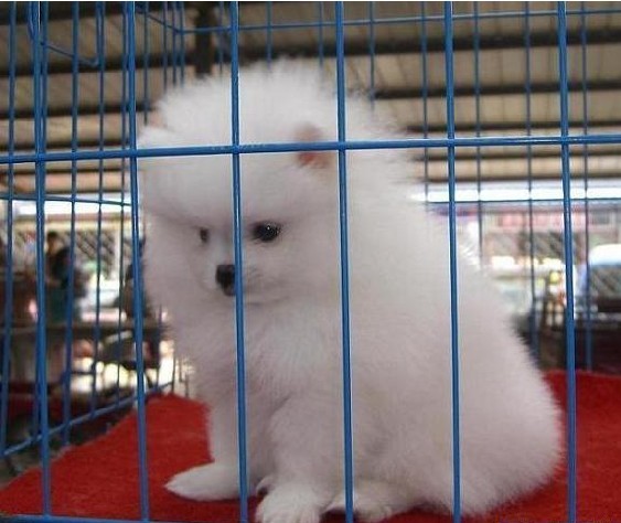 思茅哪里卖纯种博美犬 云南纯种博美犬价格