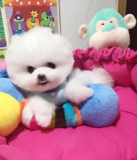 上海宠物狗狗出售博美犬幼犬袖珍犬茶杯狗领养