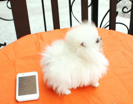 广州宠物狗哪里有领养 网上纯种博美犬多少一