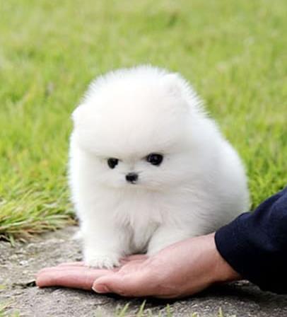 菏泽犬舍出售纯种博美犬 长不大宠物狗哪里有