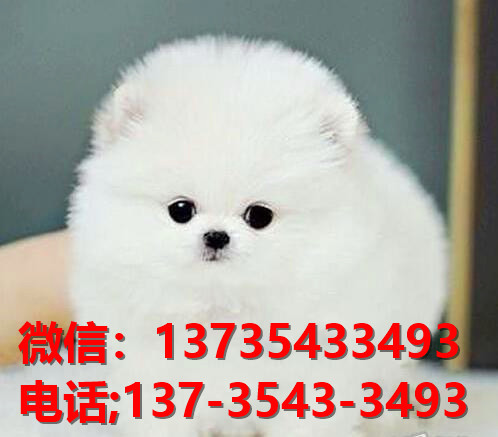 聊城犬舍出售纯种博美犬 长不大宠物狗哪里有卖狗市场在哪