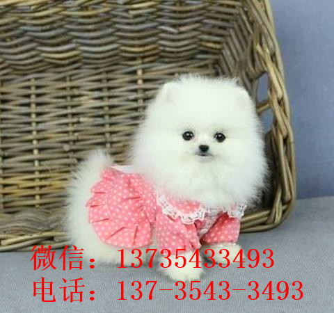 聊城犬舍出售纯种博美犬茶杯犬俊介买狗卖狗