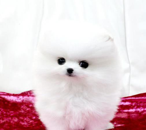 日照犬舍出售纯种博美犬 长不大宠物狗哪里有