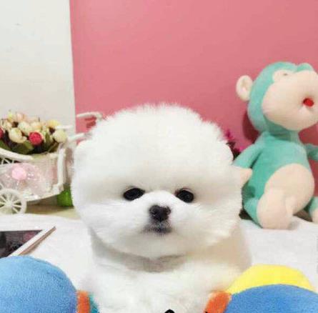 济南宠物狗犬舍出售纯种博美犬茶杯犬袖珍犬领